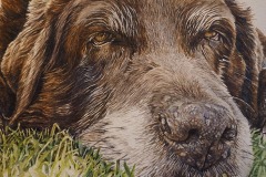 'Charlie' -  Sue's own Chocolate Labrador aged 15 years