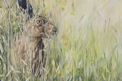 Hare Meadow